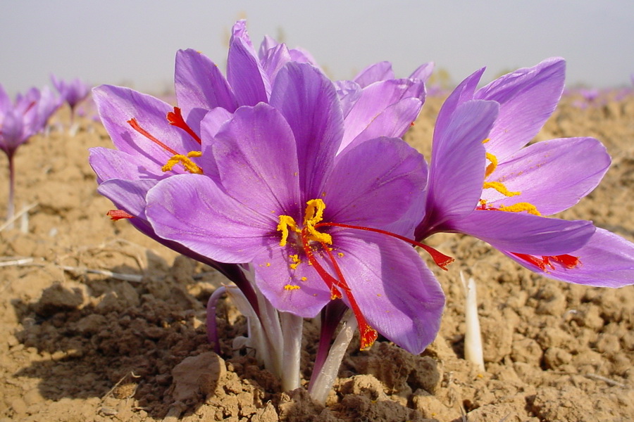 Gonabad Saffron registered in FAO cultural heritage