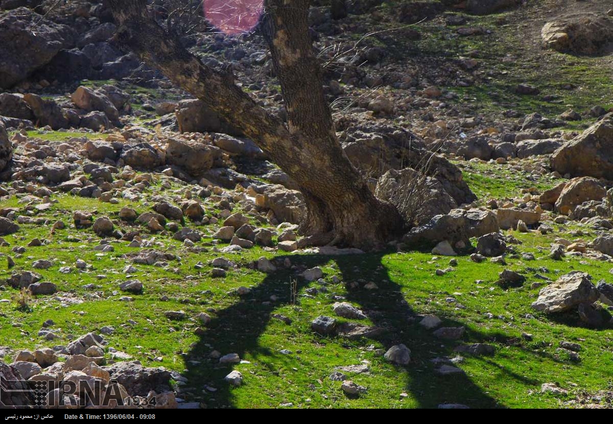 «جنگل بانی »