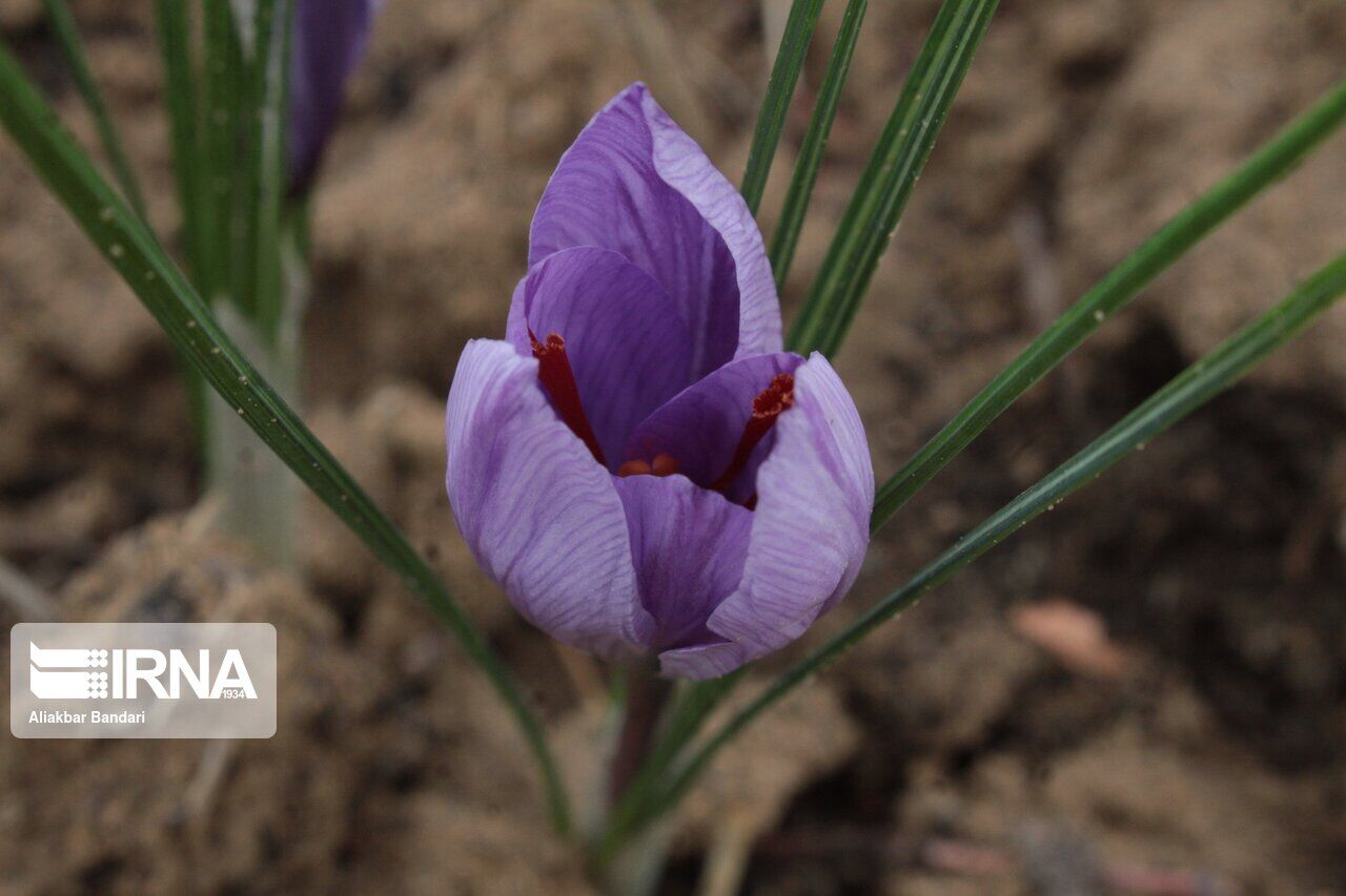 Saffron harvest in Semnan province