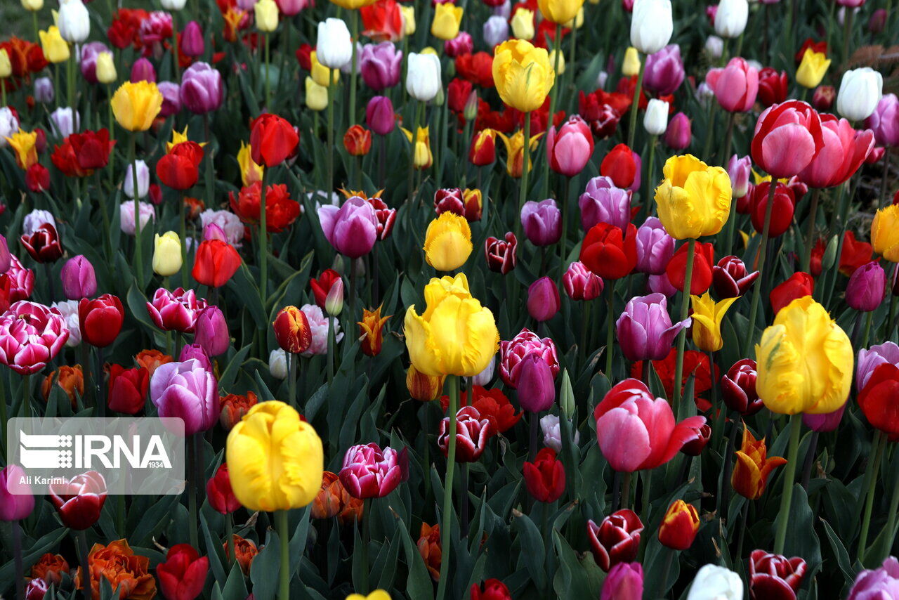 Tulip Festival in Arak