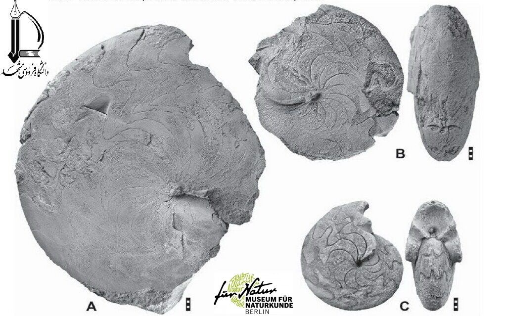 Iranian, German researchers discover new species of fossils  