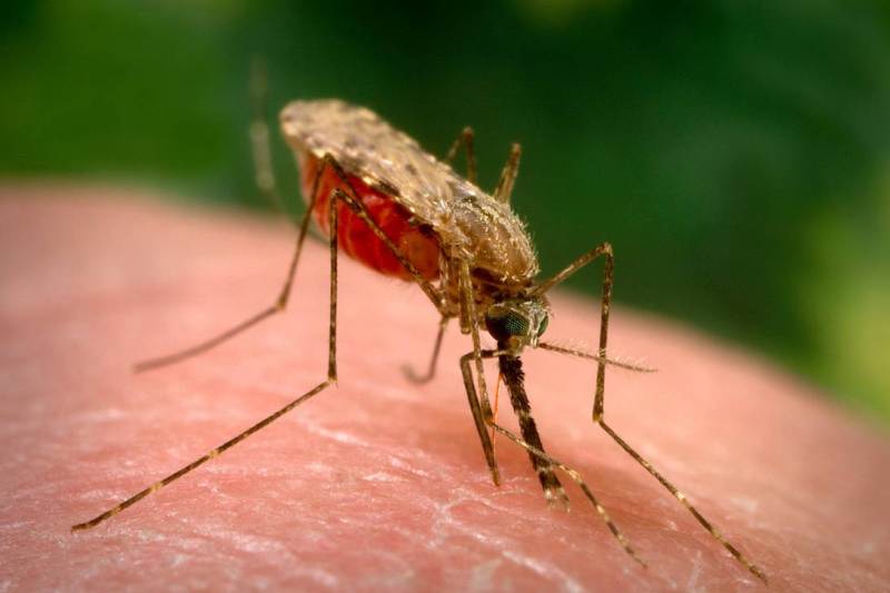 WHO hails Iran achievements in fighting Malaria