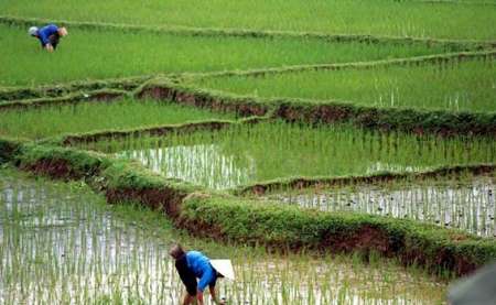 Iran produces 61% of central, western Asia rice