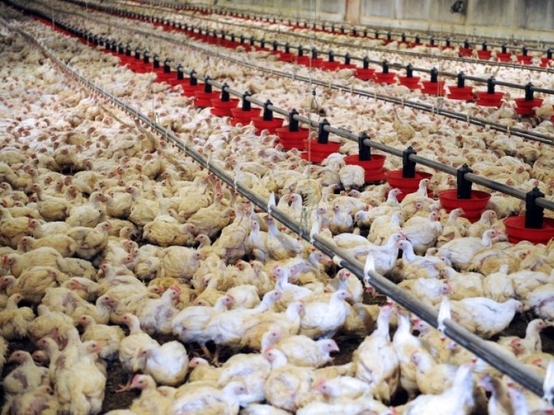 Iran 7th in egg, chicken production
