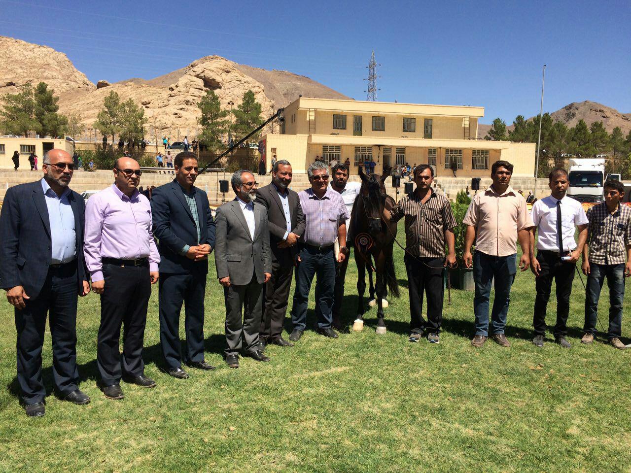اسب های برتر جشنواره زیبایی قهرمانی کشور در شهر تفت معرفی شدند