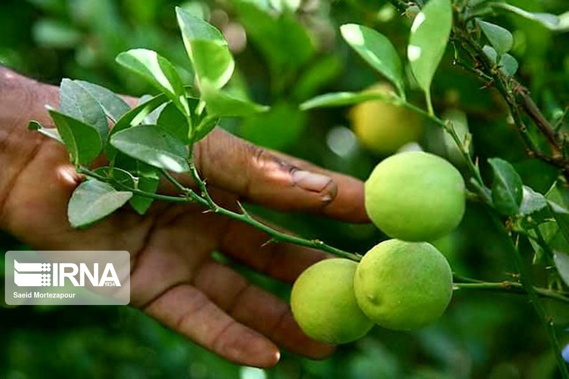Harvesting limes from tropical gardens in Iran