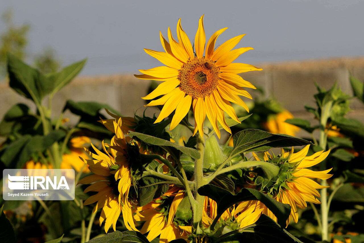 Sunflower fields in northwest Iran