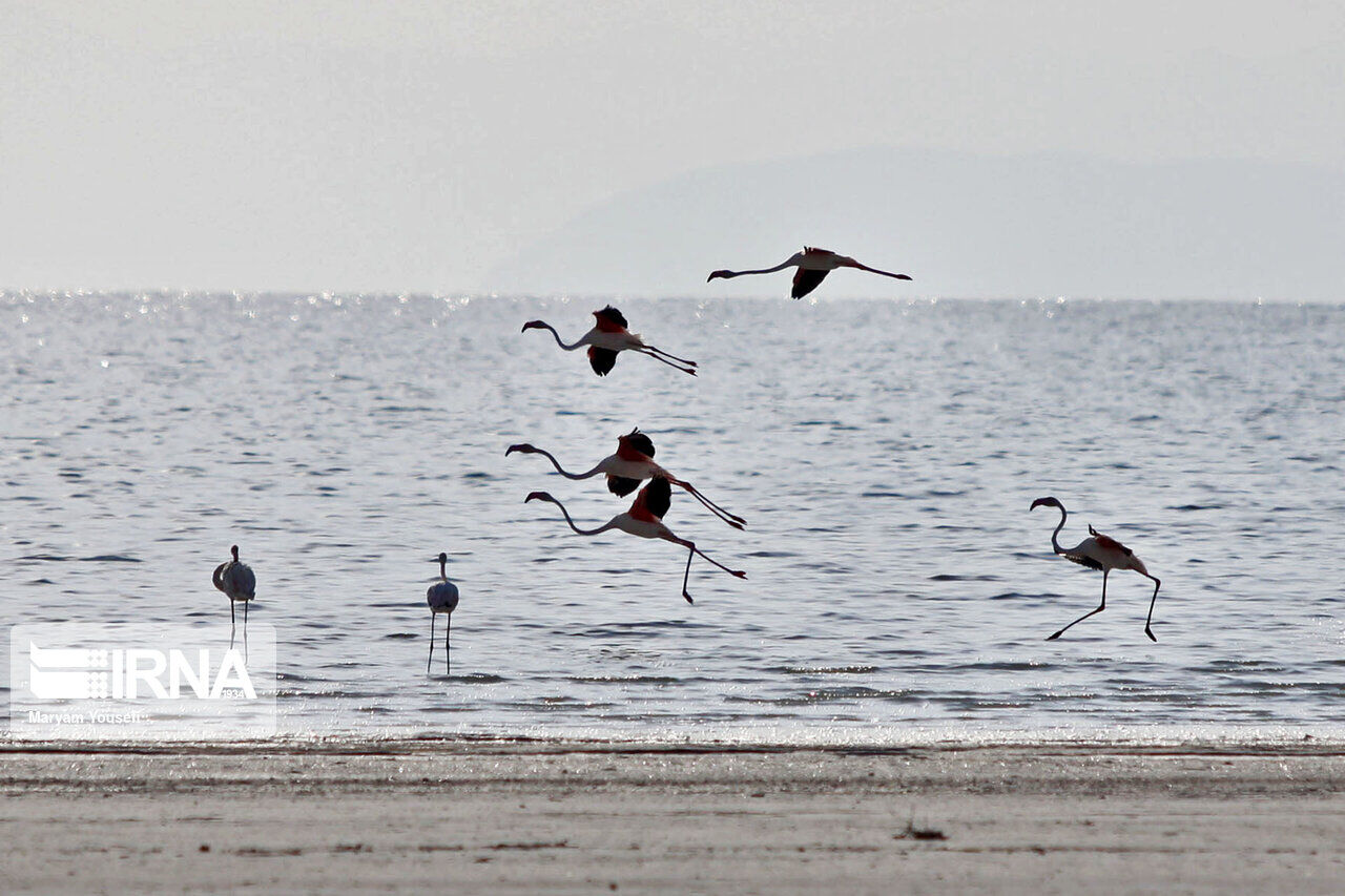 Flamingos over Ghobadloo in Urmia lake