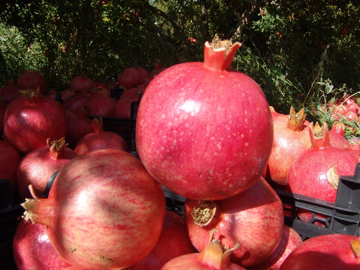 Pomegranate harvest starts in Abarkuh