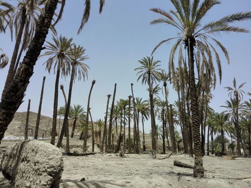 Draught uproots 3 millions palms in Abadan
