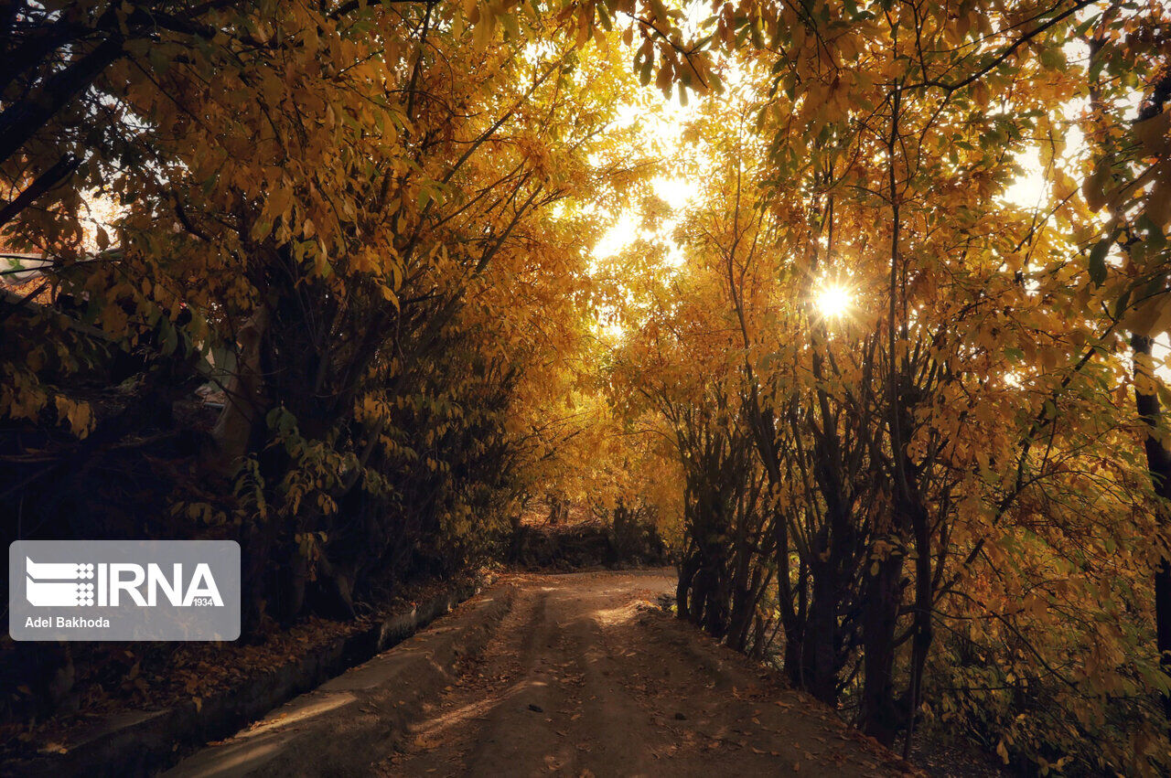 Just take look at trees in fall in Iran