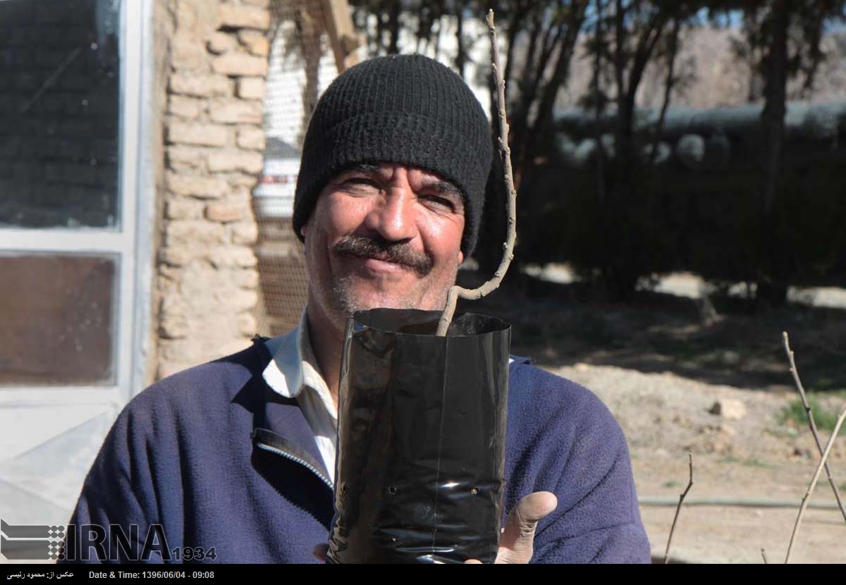 «جنگل بانی »
