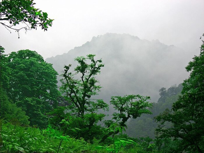 Hyrcanian forests keep expanding in 5 provinces across Iran