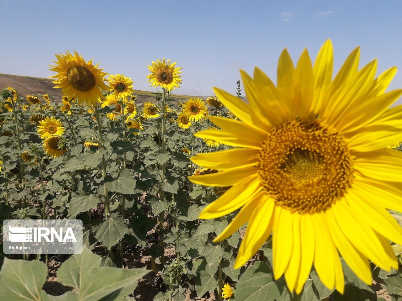 Sunflowers in Meyami County; East of Tehran