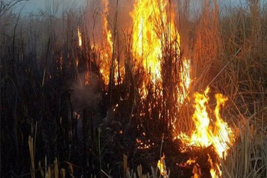 Iraq urges int'l organizations to battle lagoon wildfire