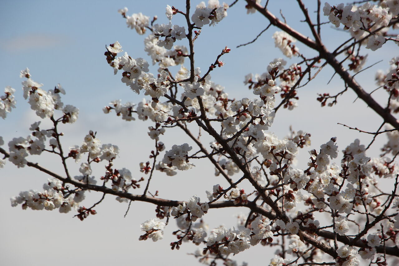 Apricot trees blossom in early spring northwest of Iran