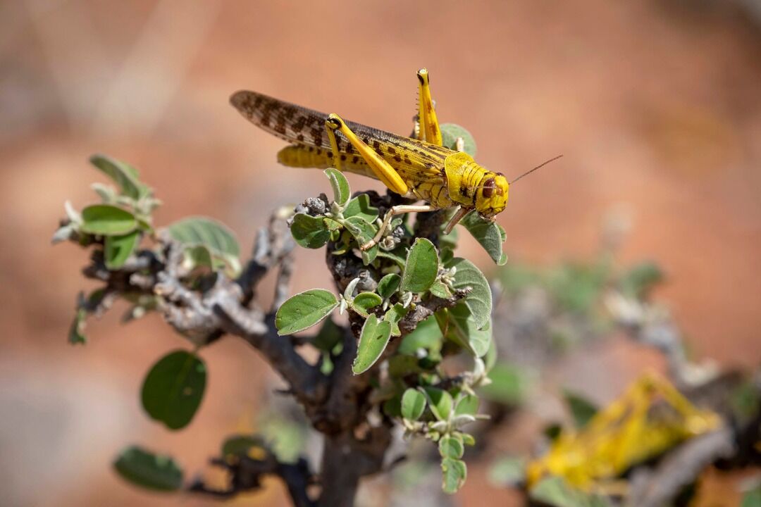 FAO: Multiple impact of COVID-19, desert locust will fuel hunger in Asia, the Pacific