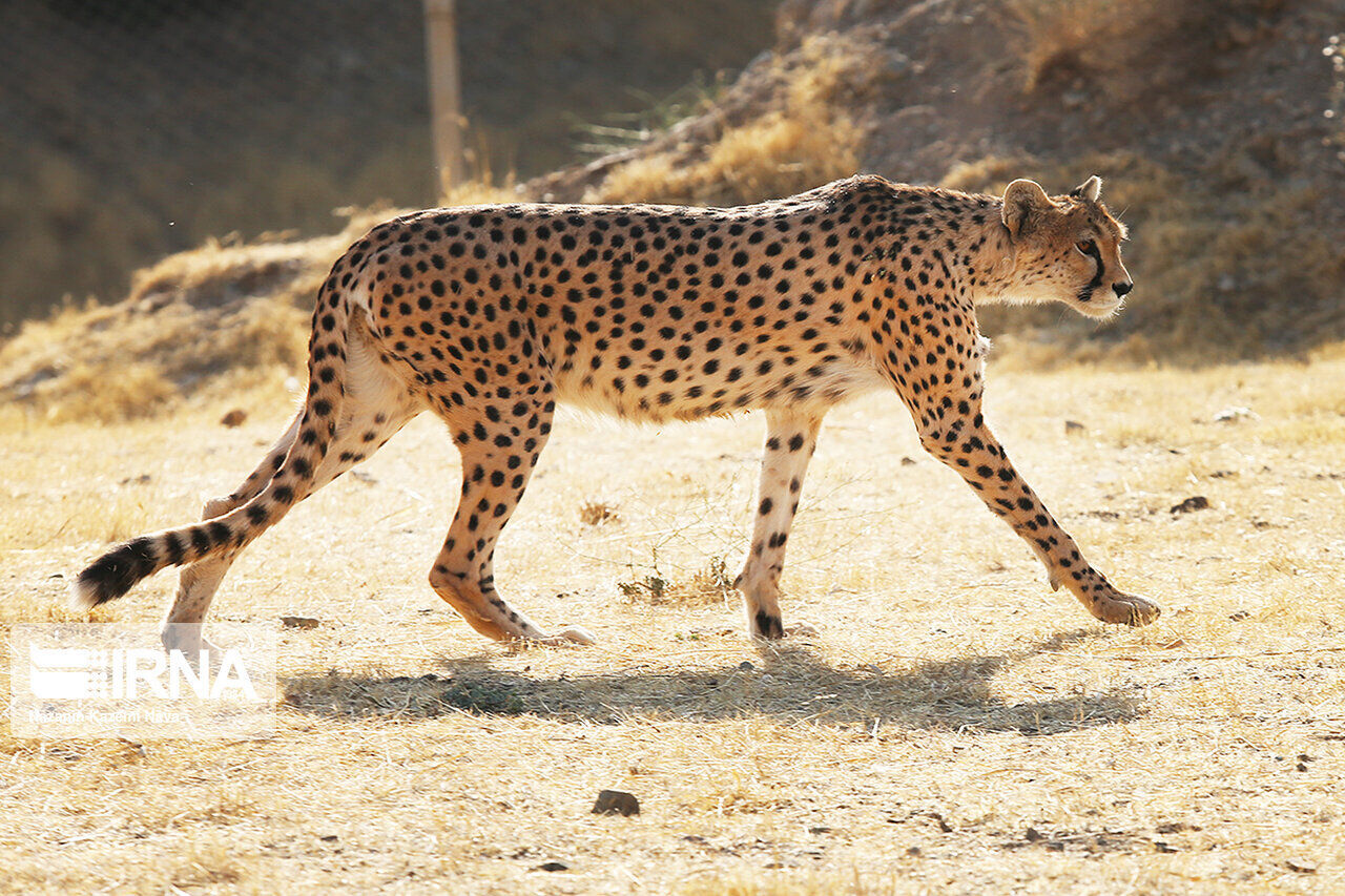 Asiatic cheetah caught on camera in Iran