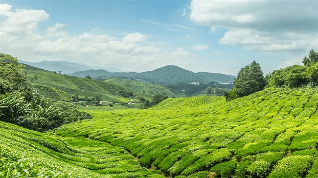 Sri Lanka planning to settle Iran oil dues with tea