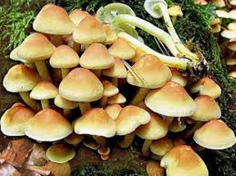 Victims of poisonous mushrooms in Iran mounting