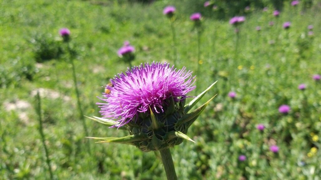 Silybum Marianum heralds Spring in southern Iran