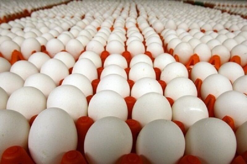 Iran exports 10,000 tons of eggs to regional countries