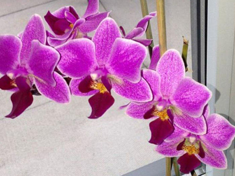 Production of Orchid flower earning high amount of currency: Minister