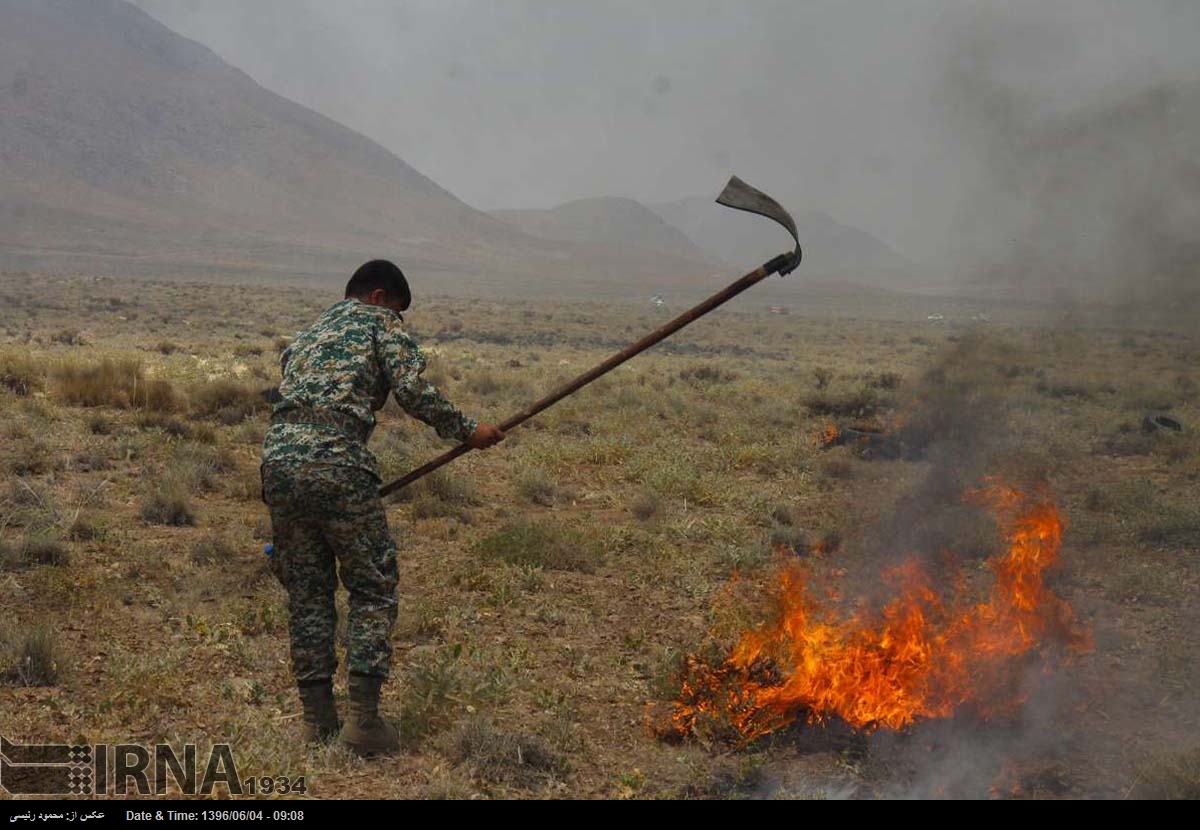 «جنگل بانی »