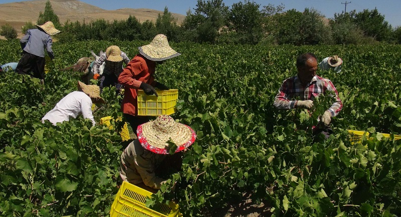 FAO's visit to Malayer Grape Manufacturing System begins