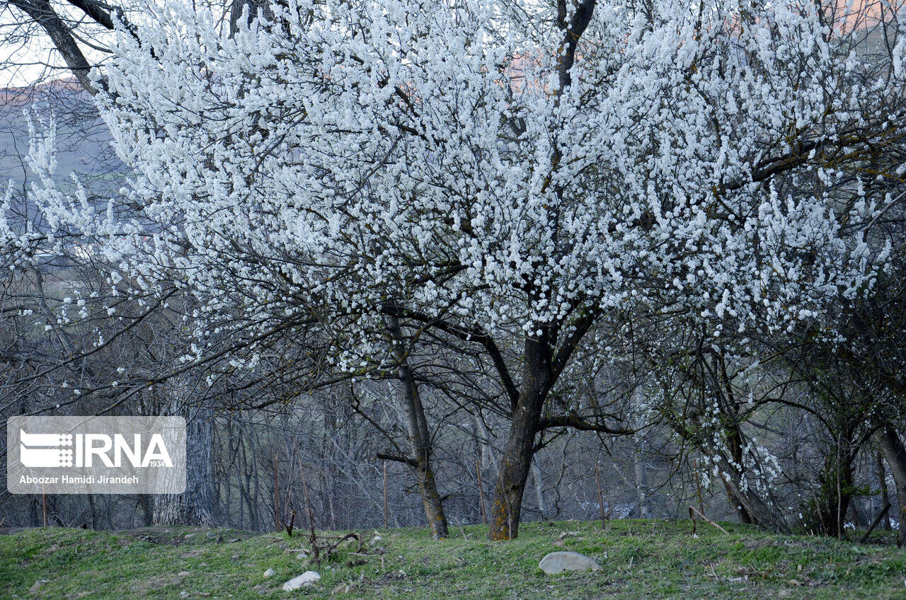 Winter blossoms in northern Iran