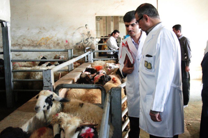 Official: Iran to bolster veterinary connections with neighbors