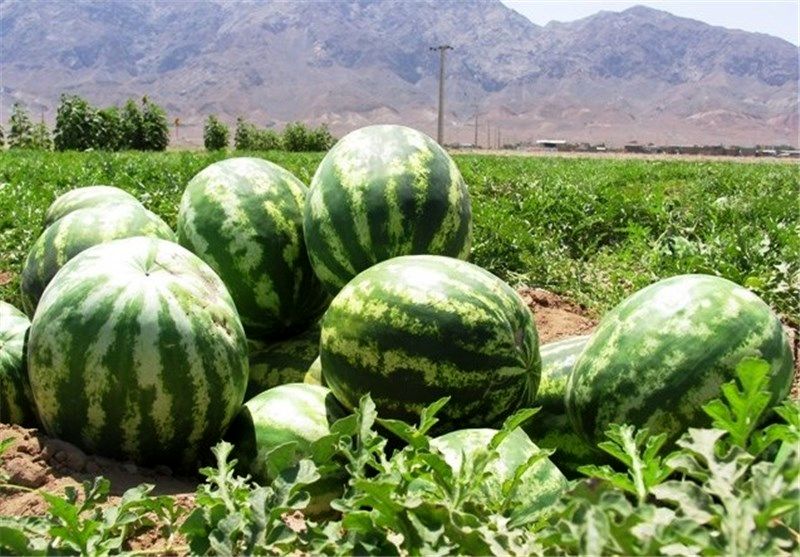 Konarak exports 18,000 tons of watermelon