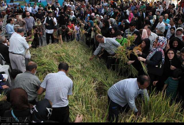برگزاری مراسم نمادین درو برنج در پیاده راه فرهنگی رشت
