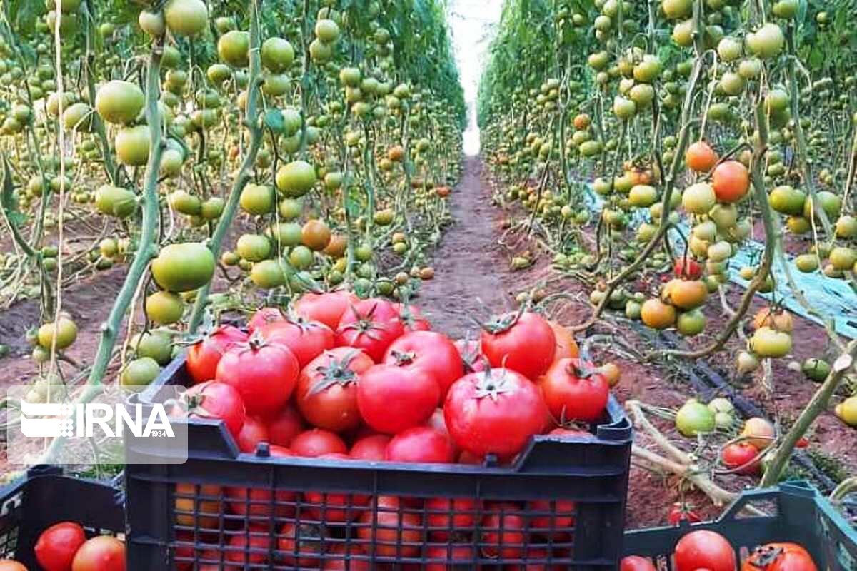 150 Tons of tomato exports through Mirjaveh