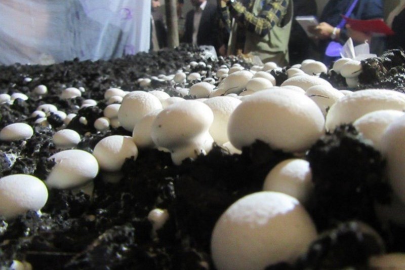 Iran ranks sixth in world mushroom production