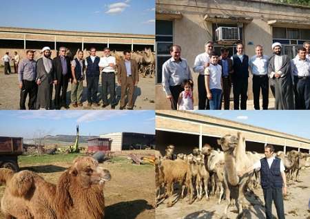 FAO’s Iran representative visits bactrian camel farm