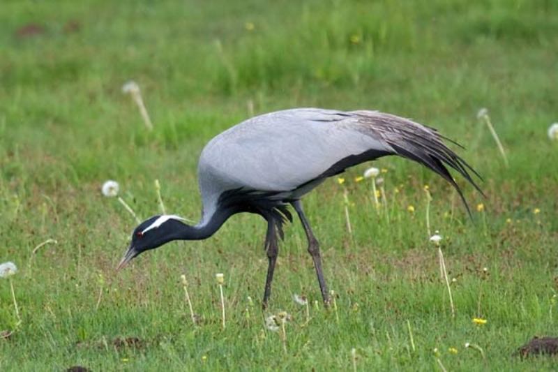Demoiselle crane was witnessed in Gandoman wetland