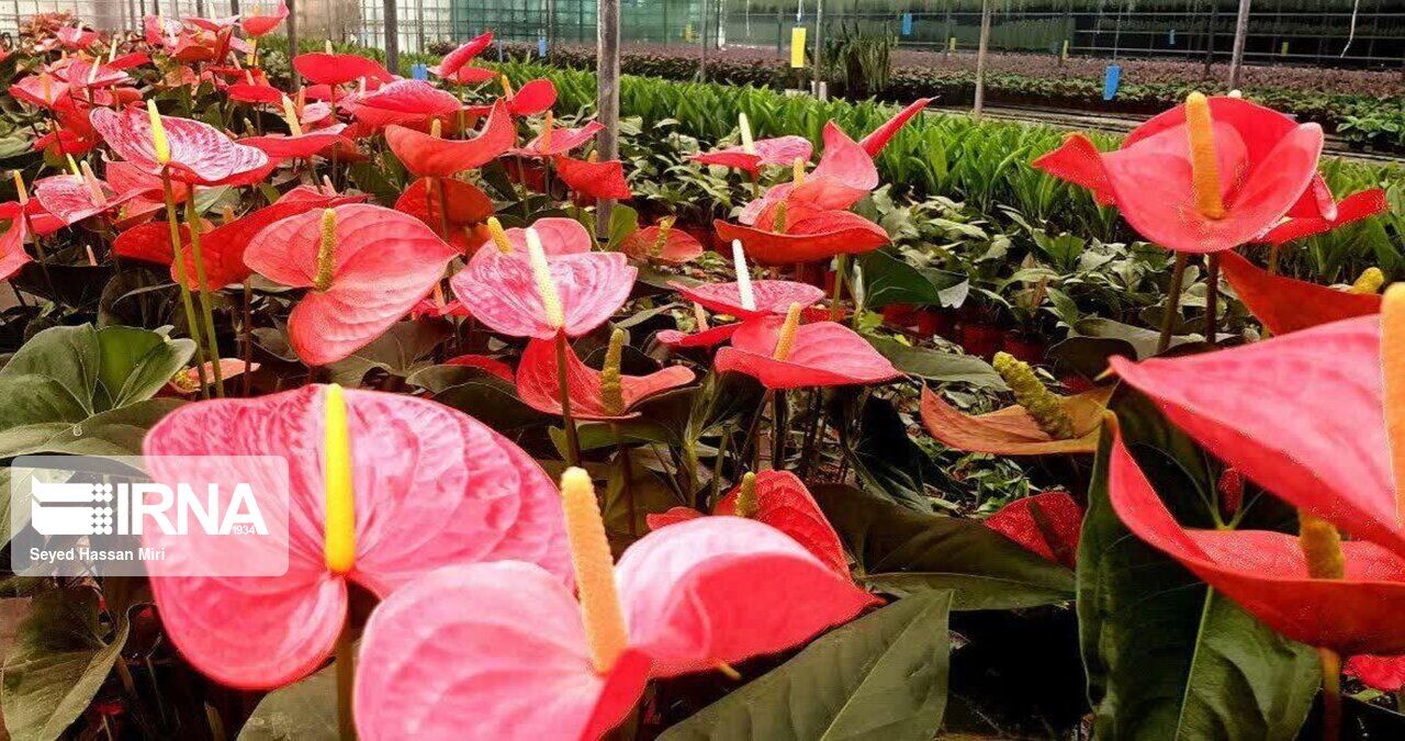 Pakdasht in southeastern Tehran, cut flowers capital