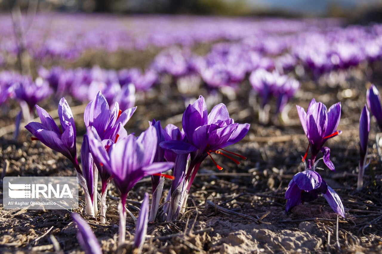 Saffron harvest in Golestan province