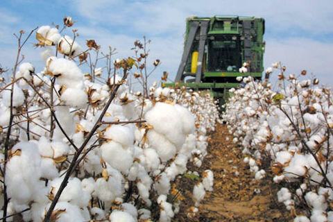 Fars Province eminent cotton producer in Iran