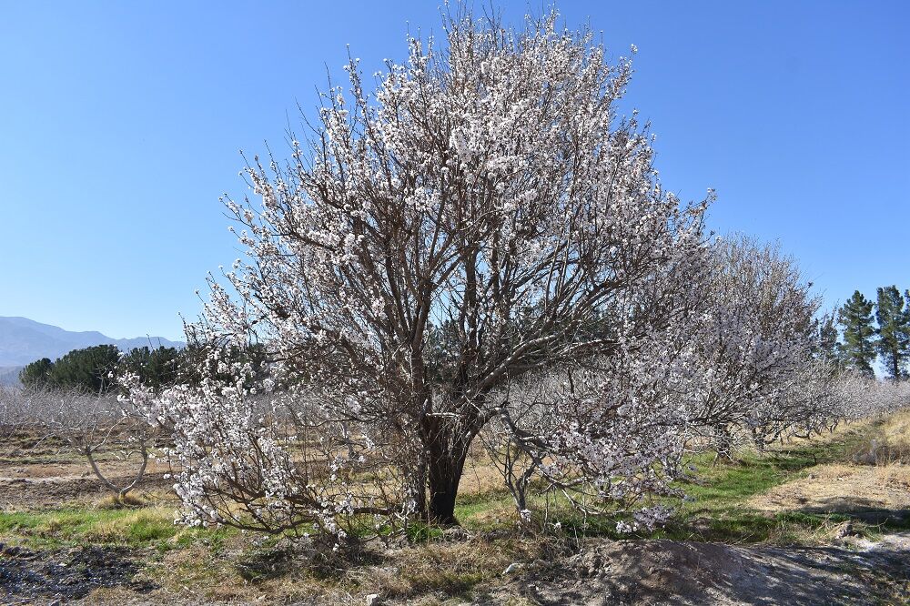 Winter blossoms in Qazvin