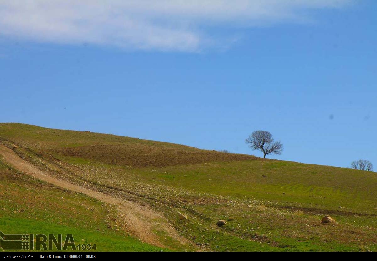 «جنگل بانی »
