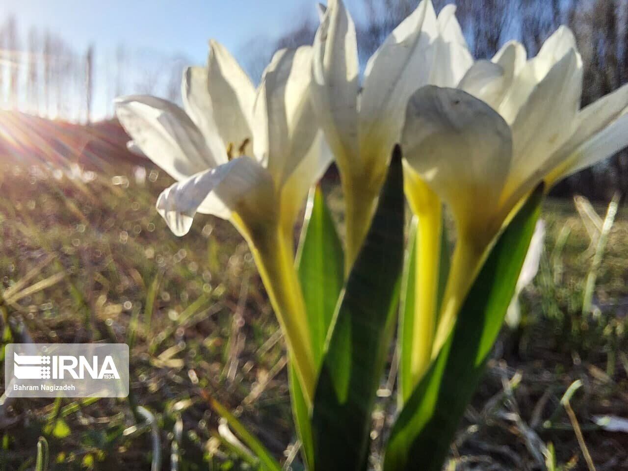 Iris flower in northwestern Iran heralds spring time