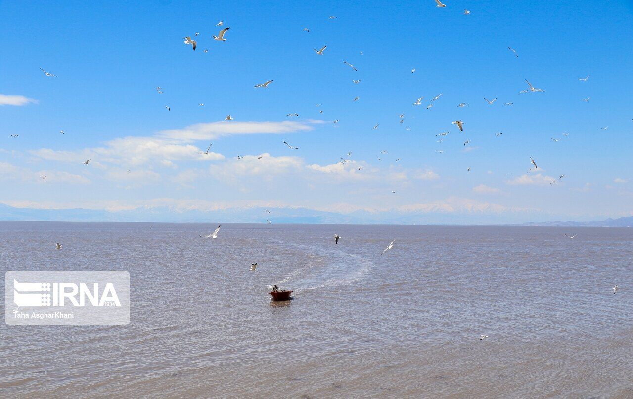 Flamingos back to Urmia Lake