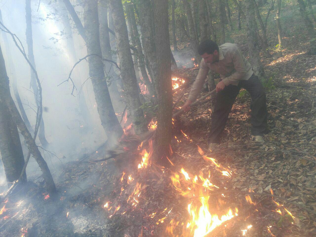 Fire contained in Iran's northern jungle road