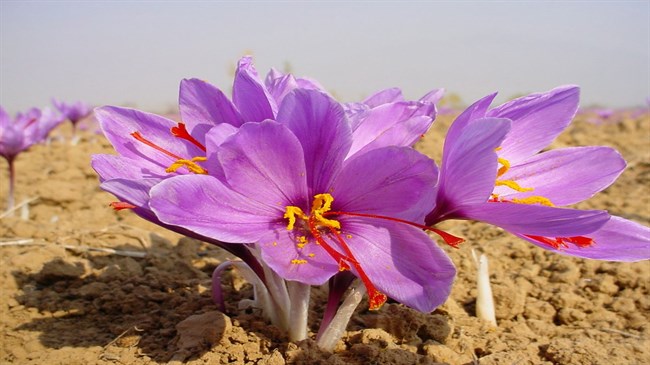 Official: Iran accounts for 92% of world saffron output